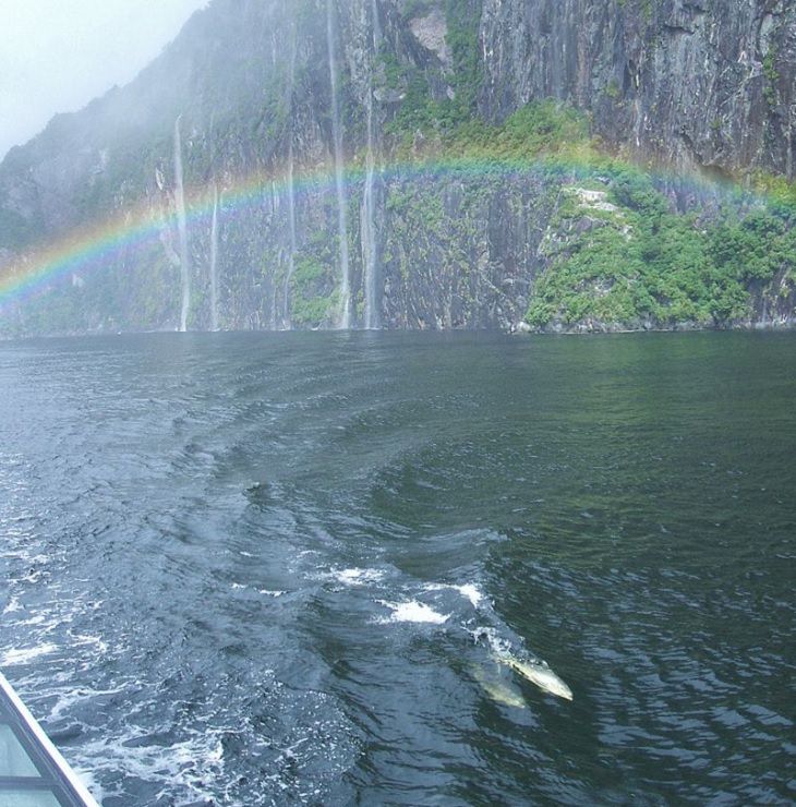   20. Delfines nariz de botella nadando bajo un arco iris en Milford Sound
