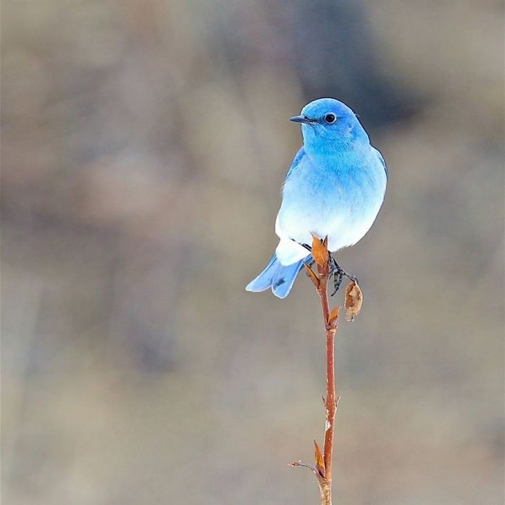 9. Mountain Blue Bird