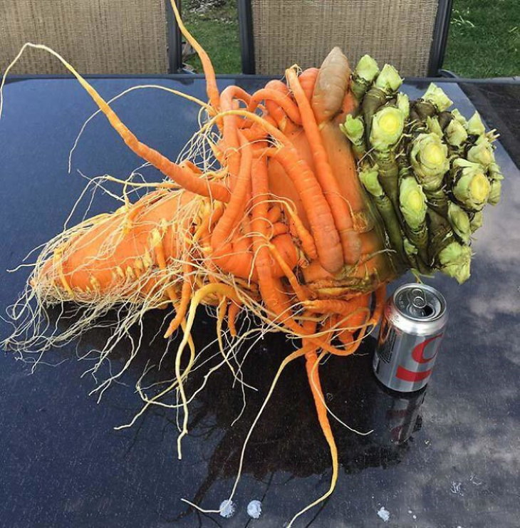 3. ¡Esta monstruosidad de zanahoria es un verdadero hallazgo!