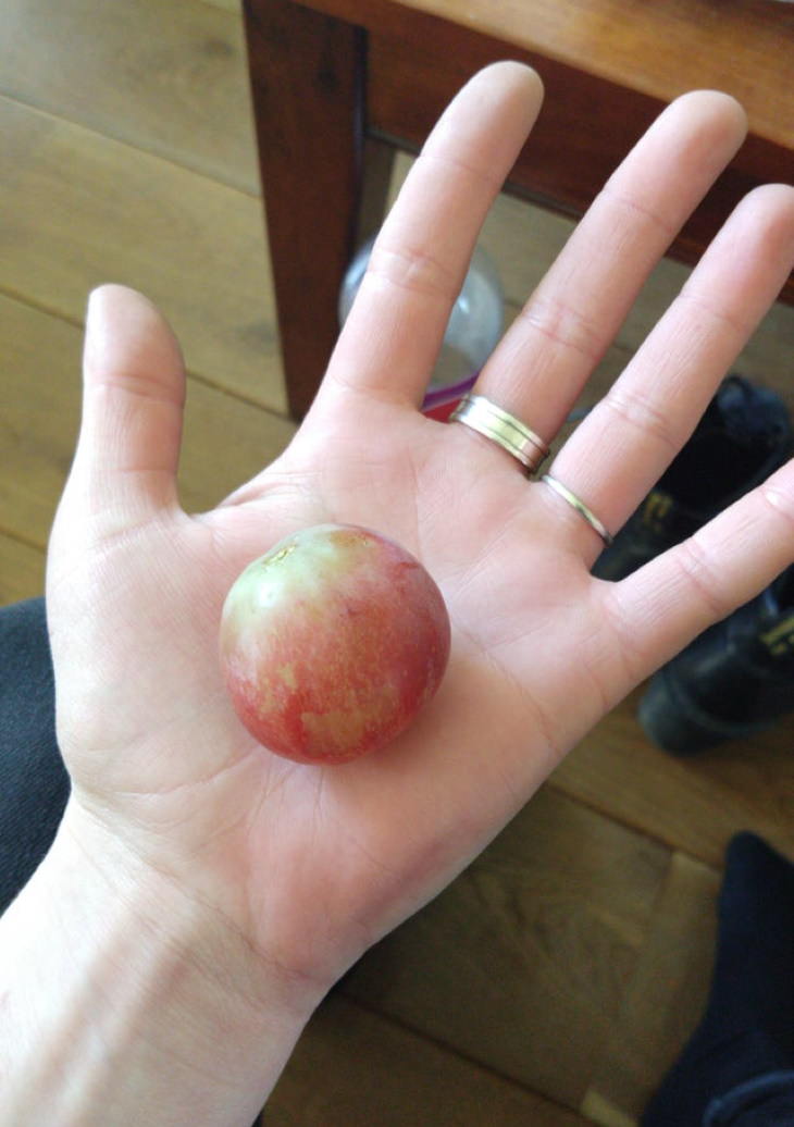 14. Esta es una uva gigante