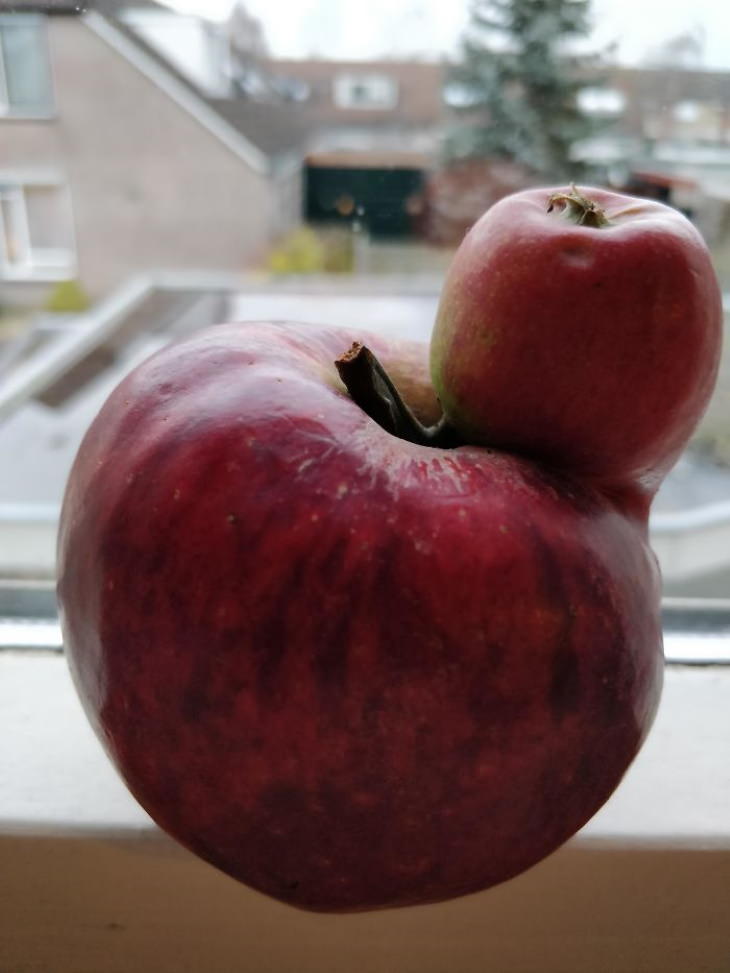12. Esta manzana es una comida de dos platos: puede tomar una manzana como refrigerio y la segunda como postre.