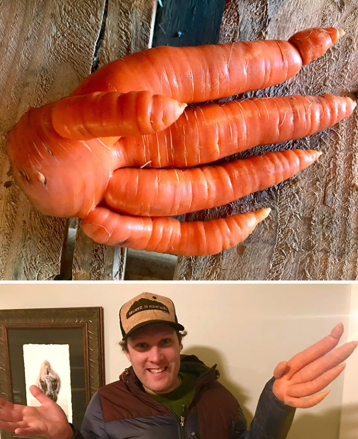  22 Giant Fruit and Veg carrot hand