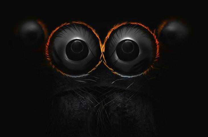  Los ojos de una araña saltadora