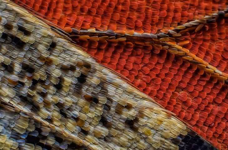 Las escamas en la parte inferior del ala de una mariposa