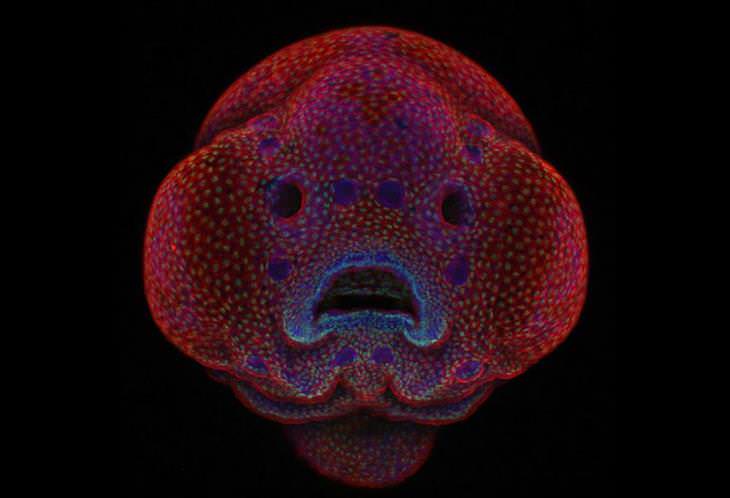 Un embrión de cuatro días de un pez cebra