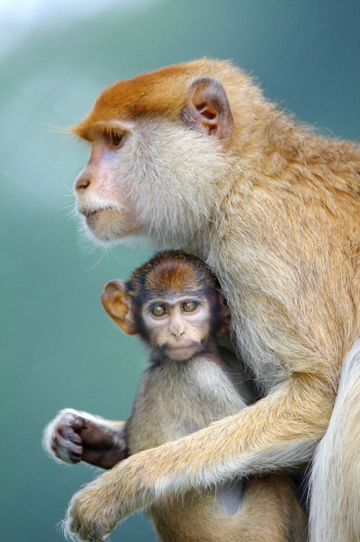 Madre mono con su cría