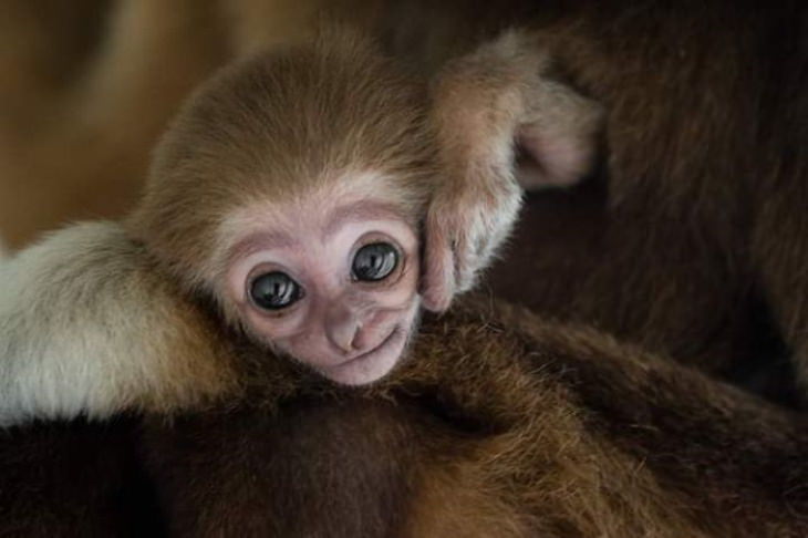 Mono bebé en los brazos de mamá