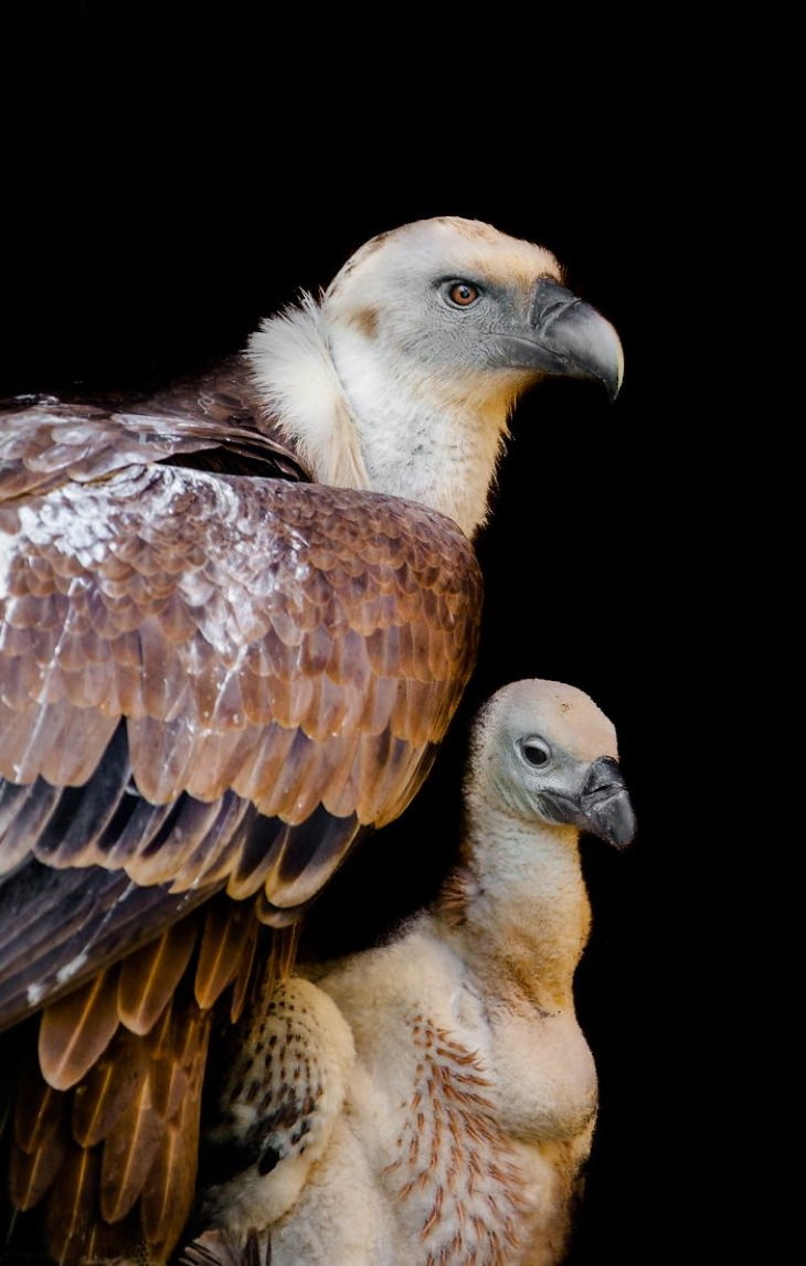 Madre águila y su polluelo
