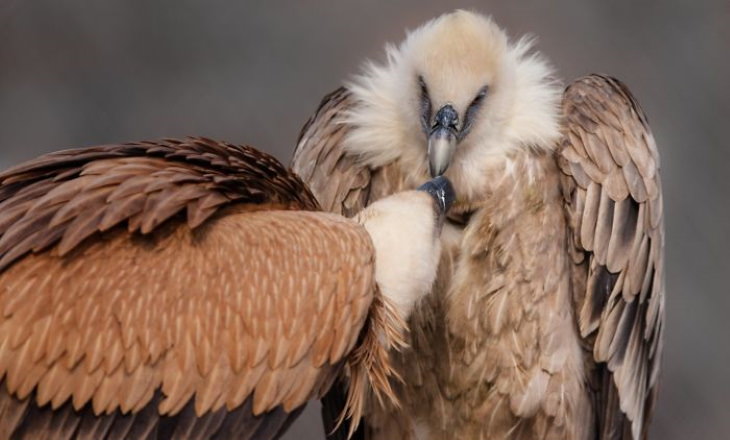 Águila recibiendo cariño de su madre