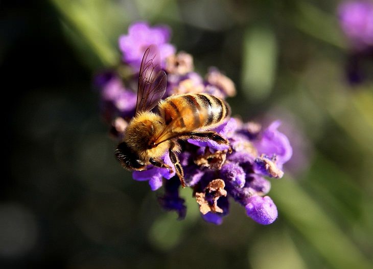 Usos Del Aceite Esencial de Lavanda calma una picadura de abeja 