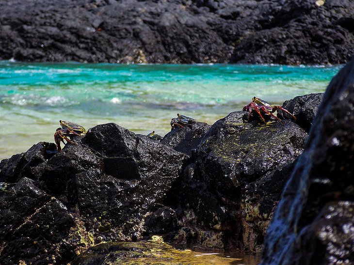 Los crustáceos sobre las rocas en Praia do Sanho, una de las playas más hermosas de Brasil
