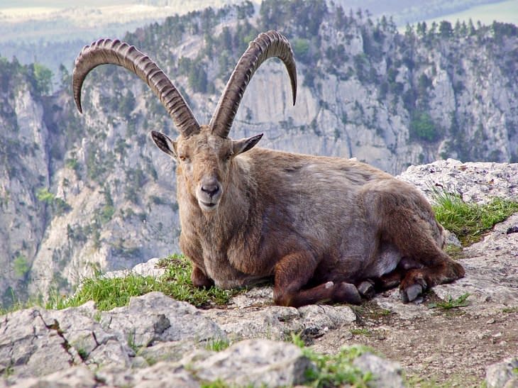 Animales extintos que la ciencia quiere recuperar  Ibex pirenaico