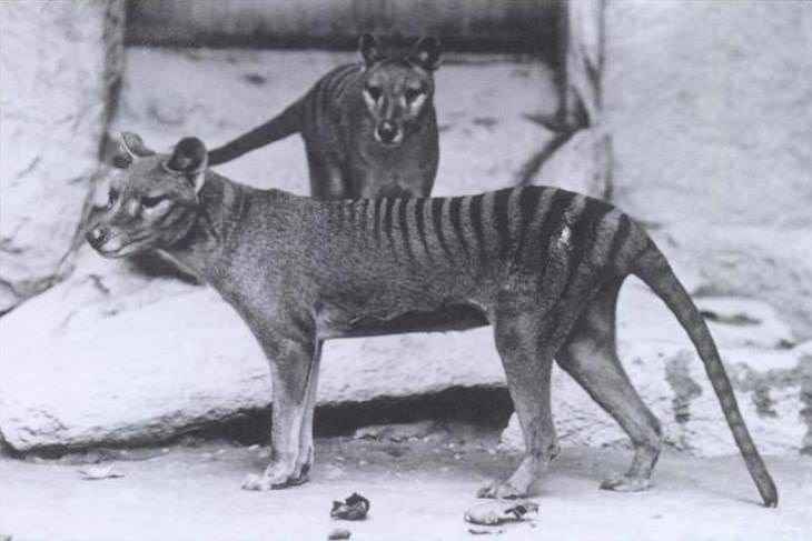Animales extintos que la ciencia quiere recuperar  Tigre de Tasmania