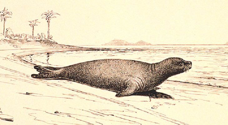 Animales extintos que la ciencia quiere recuperar La foca monje del Caribe