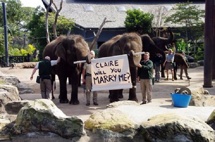 Elefantes cargando letrero con propuesta de matrimonio