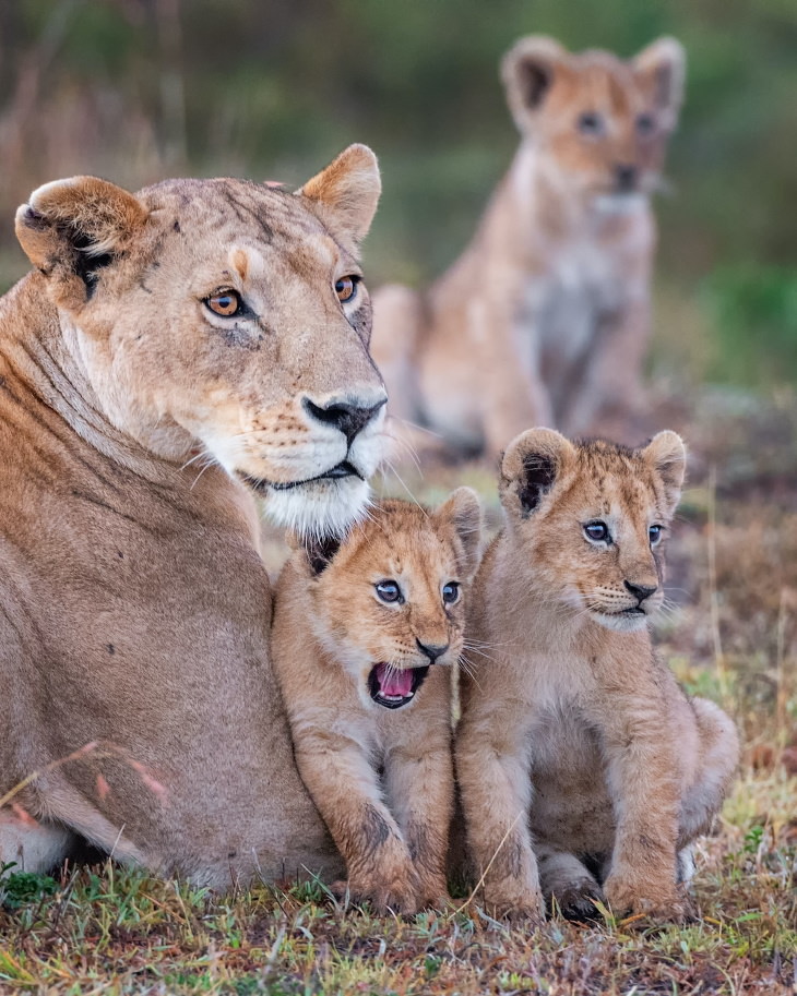 Comedy Wildlife Preview 2020 "Wowza!" by - Lion Cubs and Their Mother in Masai Mara, Kenya