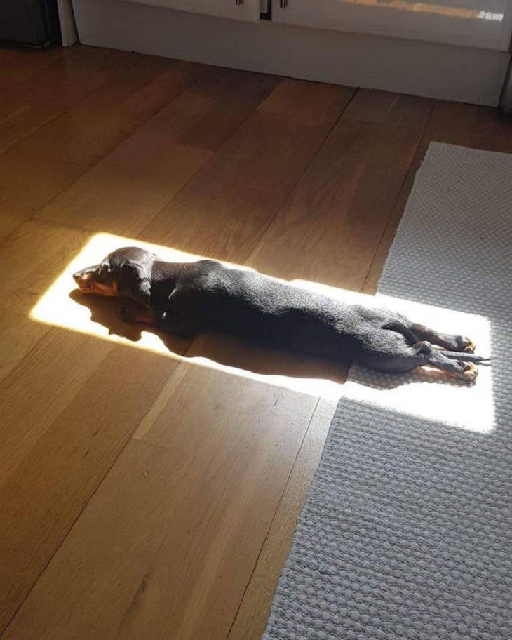  Divertidos Animales Se Relajan Al Sol perro salsicha