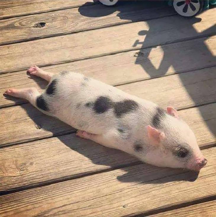 cerdo se relaja al sol
