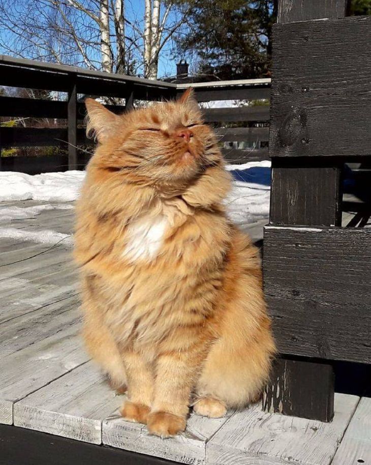 gato se relaja al sol