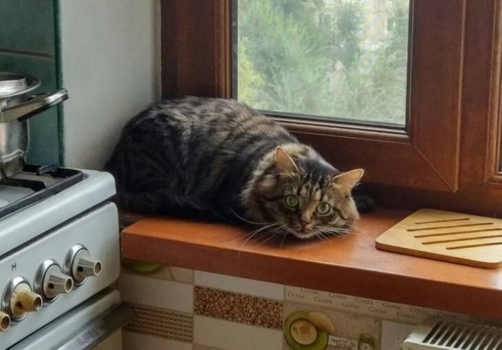 Animales Que Llegaron Sin Invitación gato en cocina