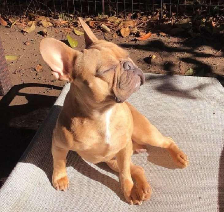 cachorro se relaja al sol