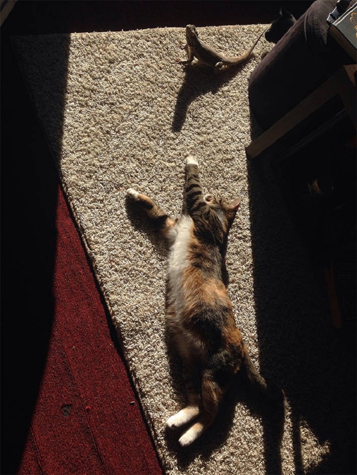 gato e iguana se relajan al sol