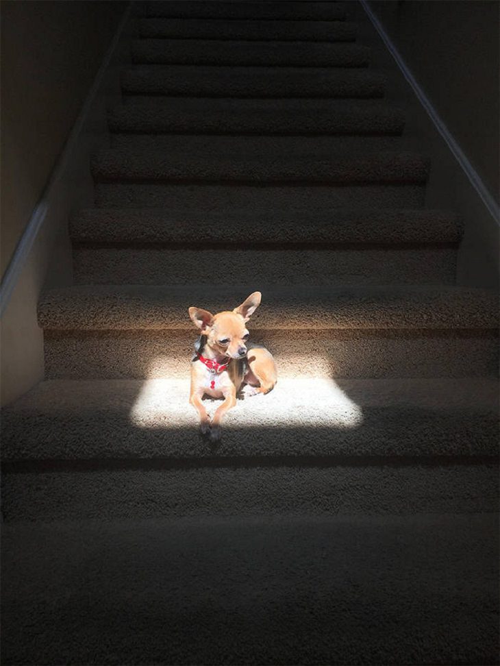 perrito se relaja al sol