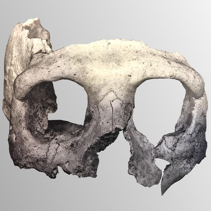 Cráneo hombre de la prehistoria