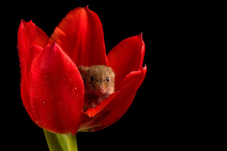 20 Lindas y Tiernas Imágenes De Ratoncitos ratoncito asomándose en tulipan rojo