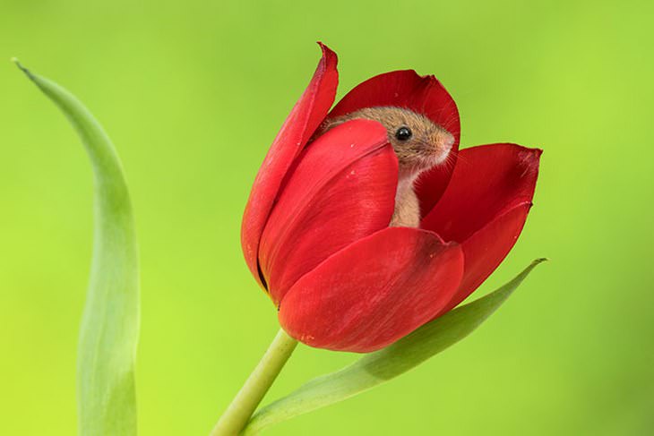 20 Lindas y Tiernas Imágenes De Ratoncitos ratoncito de perfil en tulipán rojo