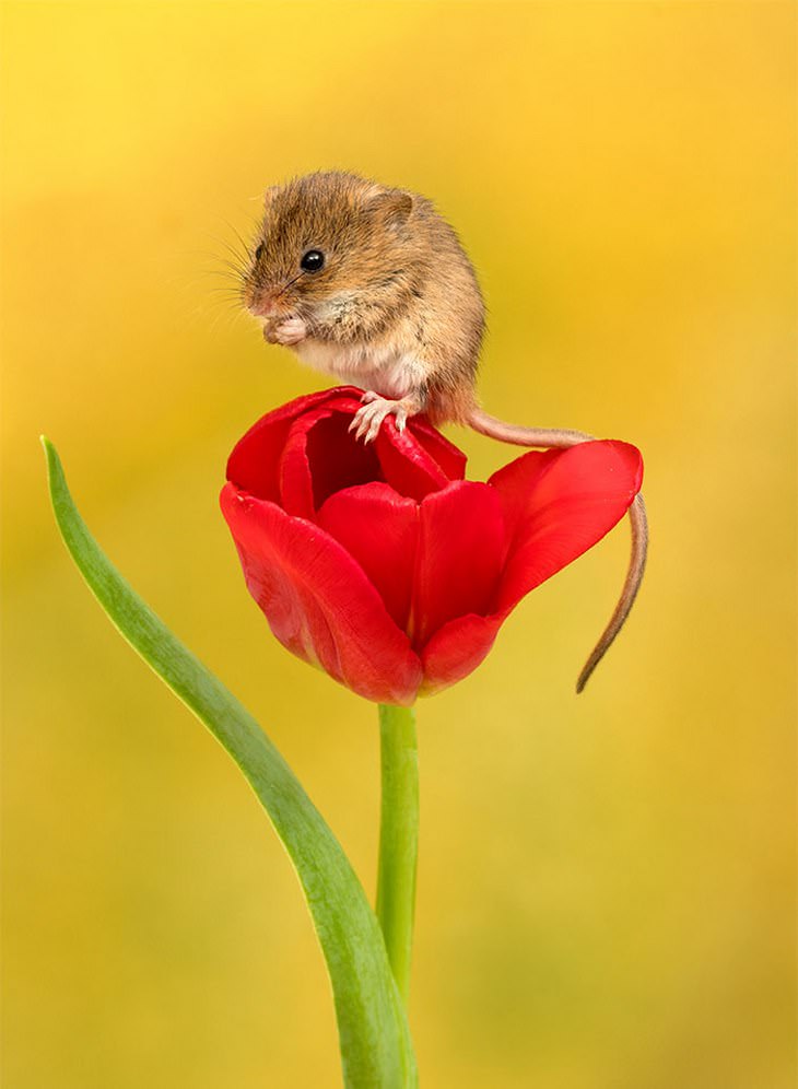 20 Lindas y Tiernas Imágenes De Ratoncitos ratoncito de pie en tulipán rojo