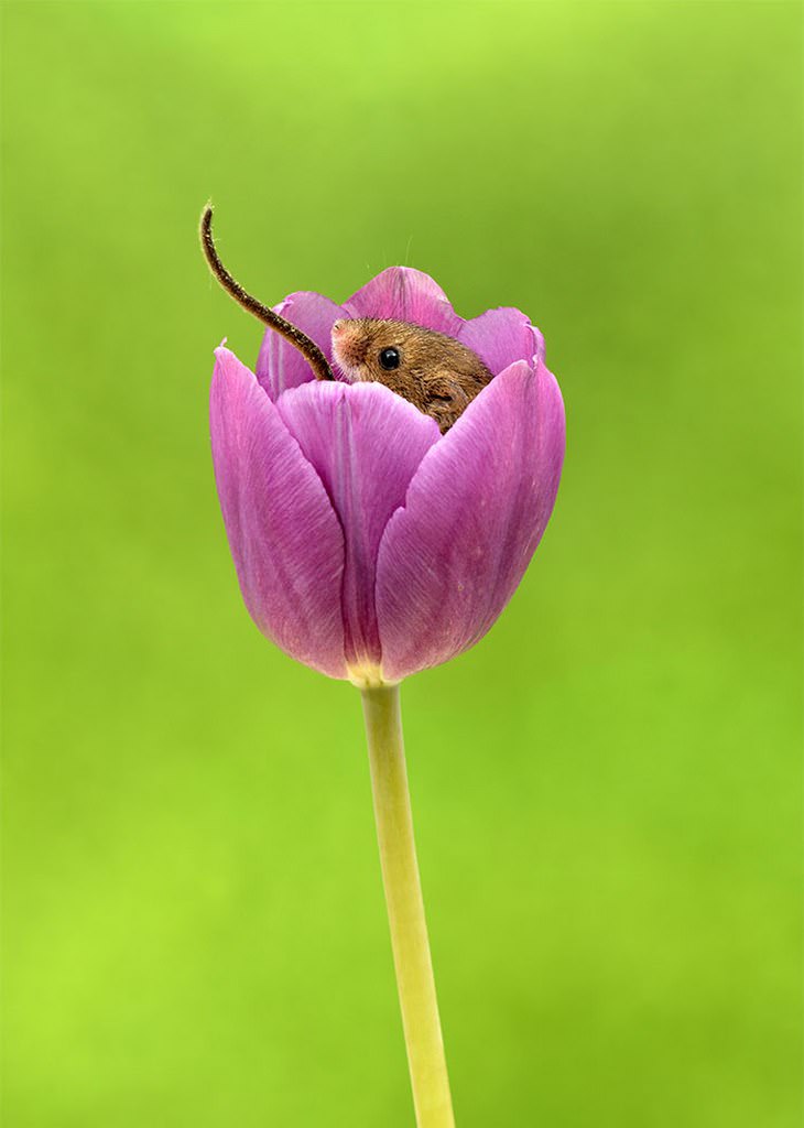 20 Lindas y Tiernas Imágenes De Ratoncitos ratoncito cubierto en tulipán rosa