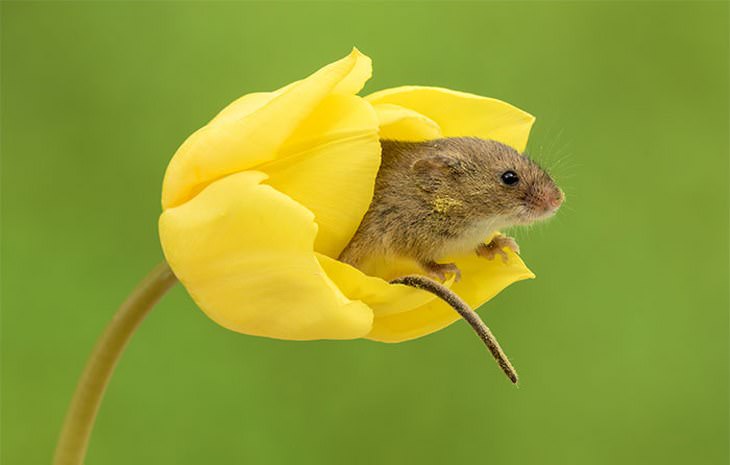 20 Lindas y Tiernas Imágenes De Ratoncitos ratoncito sacando su cola en tulipán amarillo