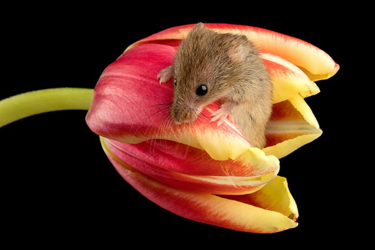 20 Lindas y Tiernas Imágenes De Ratoncitos ratoncito agarrado de tulipán rojo