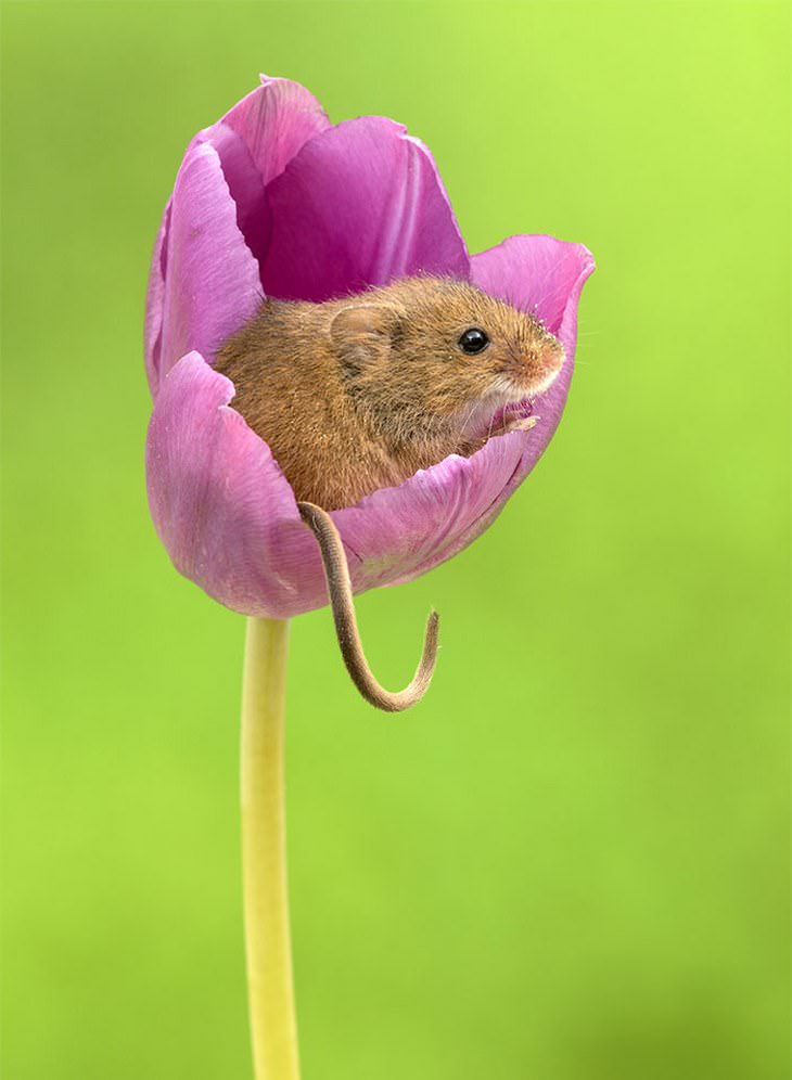 20 Lindas y Tiernas Imágenes De Ratoncitos ratoncito sentado en tulipán rosa