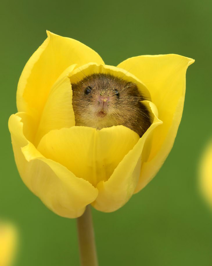 20 Lindas y Tiernas Imágenes De Ratoncitos cara de ratoncito en tulipán amarillo