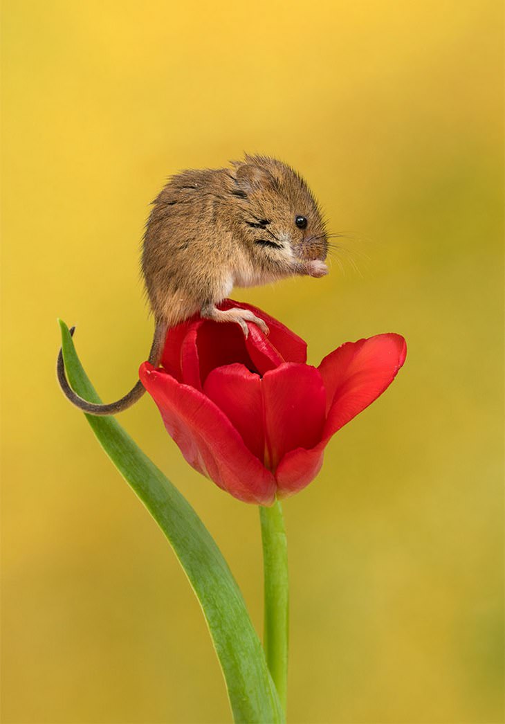 20 Lindas y Tiernas Imágenes De Ratoncitos ratoncito parado en tulipán rojo