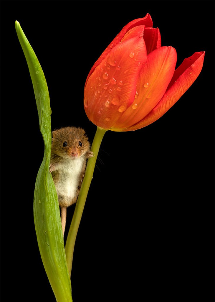 20 Lindas y Tiernas Imágenes De Ratoncitos ratoncito en medio de tulipán anaranjado