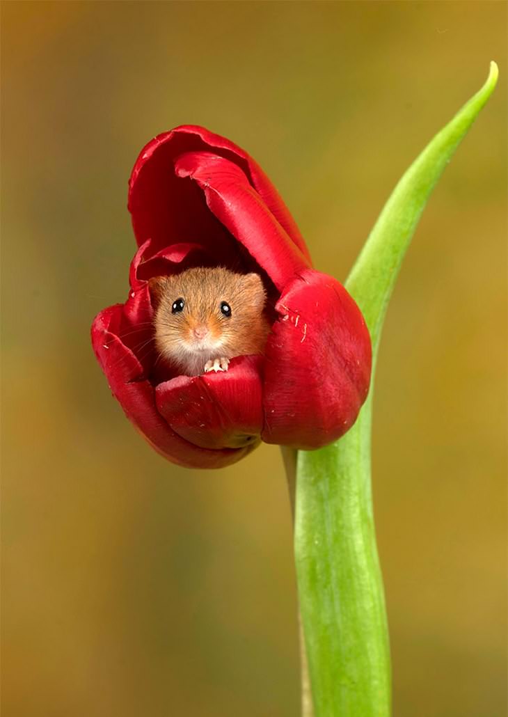 20 Lindas y Tiernas Imágenes De Ratoncitos cara de ratoncito en tulipán rojo