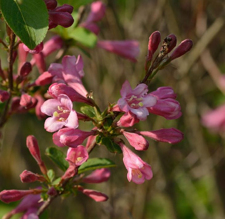 Beautiful and colorful flowering plants, shrubs and bushes for the garden that bloom flowers and berries, Weigela