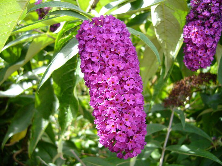 Beautiful and colorful flowering plants, shrubs and bushes for the garden that bloom flowers and berries, Buddleja davidii, butterfly bush