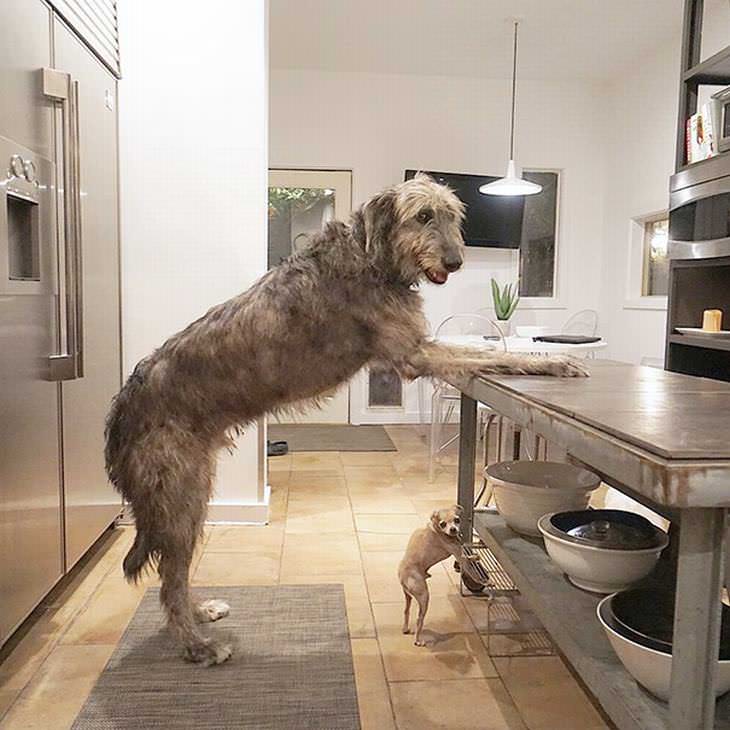 Steve Greig Adopta Mascotas Ancianas Los 10 perros que ahora alberga tienen dietas diferentes