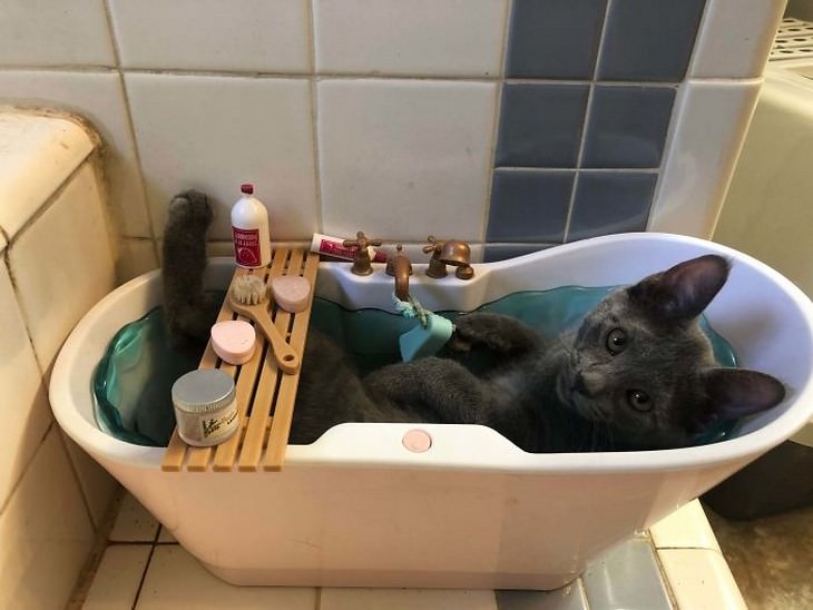 Divertidas Imágenes De Gatitos Para Alegrar Tu Día gato en tina de baño