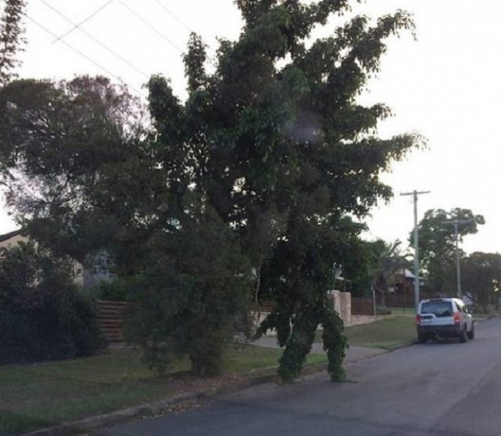 Photographs of odd and bizarre animals, plants, fruits and vegetables that are disguised as other things or have strange appearances, tree with leaves and branches in the shape of a man crossing the road