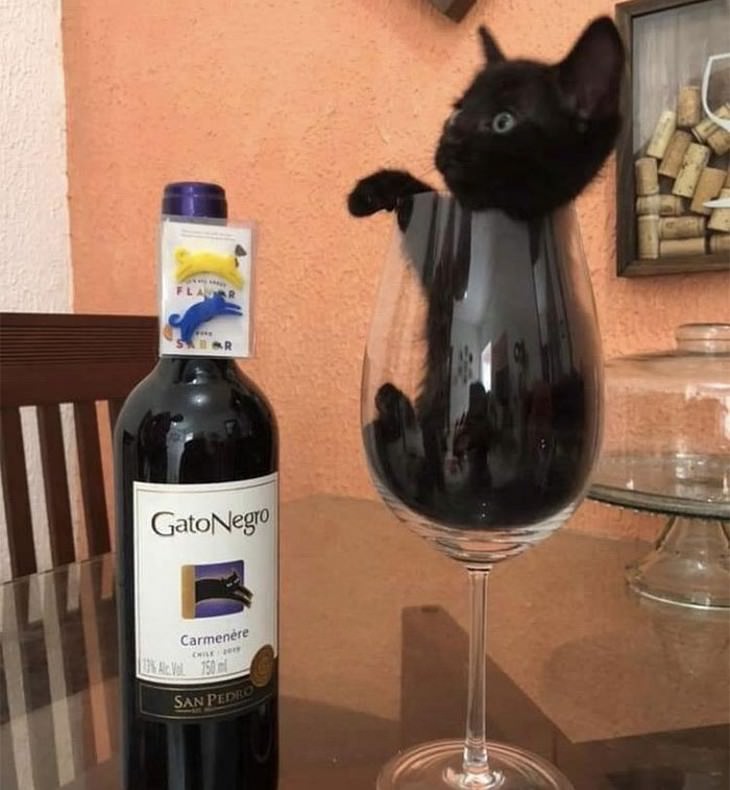Divertidas Imágenes De Gatitos Para Alegrar Tu Día gatito negro en copa de vino