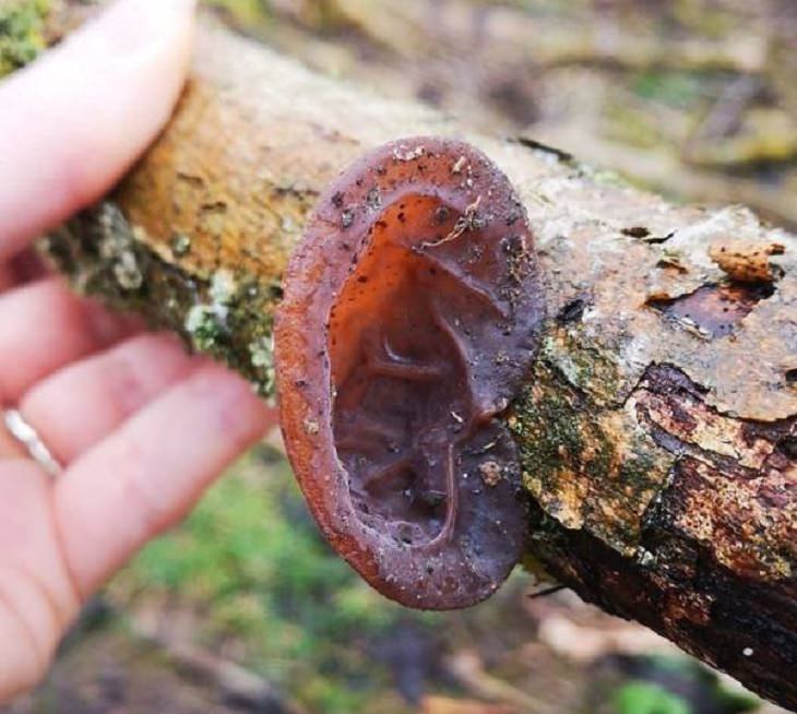 Photographs of odd and bizarre animals, plants, fruits and vegetables that are disguised as other things or have strange appearances, ear-shaped wood-ear mushroom on a tree