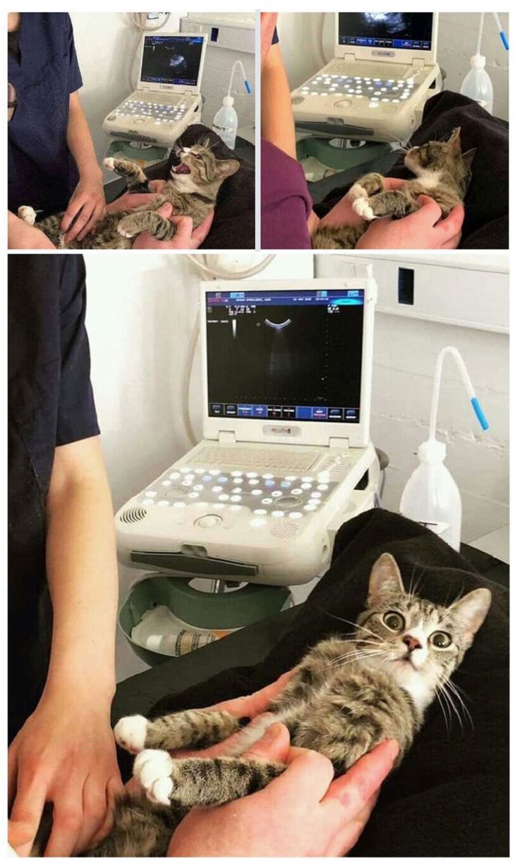 Divertidas Imágenes De Gatitos Para Alegrar Tu Día gata embarazada ve a su gatito en ultrasonido