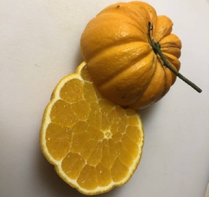 Photographs of odd and bizarre animals, plants, fruits and vegetables that are disguised as other things or have strange appearances, orange that resembles a pumpkin on the outside