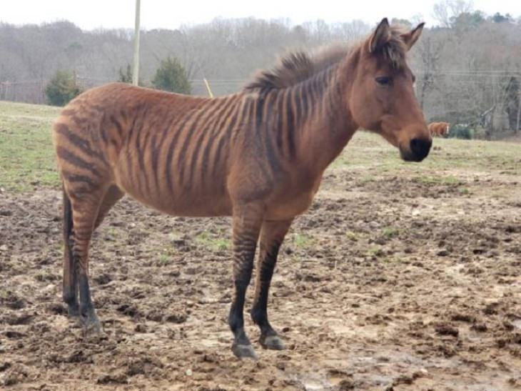 Photographs of odd and bizarre animals, plants, fruits and vegetables that are disguised as other things or have strange appearances, horse with zebra stripes