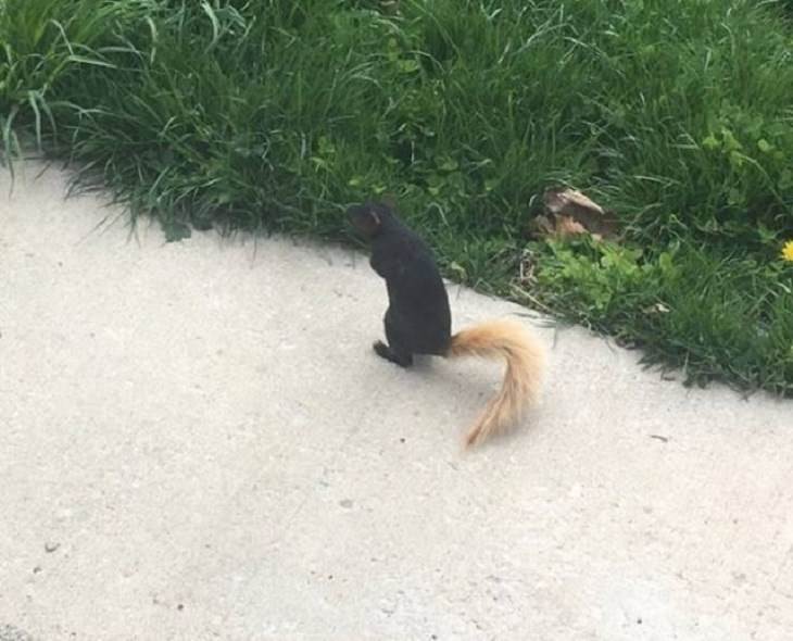 Photographs of odd and bizarre animals, plants, fruits and vegetables that are disguised as other things or have strange appearances, black squirrel with a blonde tail